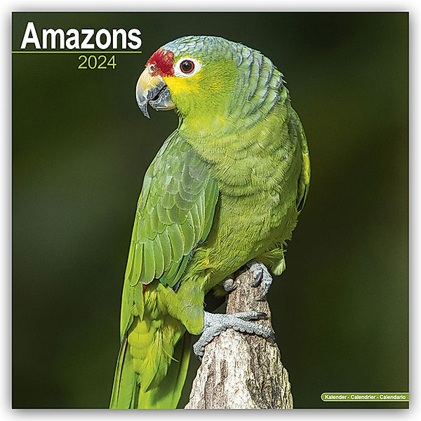 Amazons - Amazonenpapageien 2024 - 16-Monatskalender, Avonside Publishing Ltd