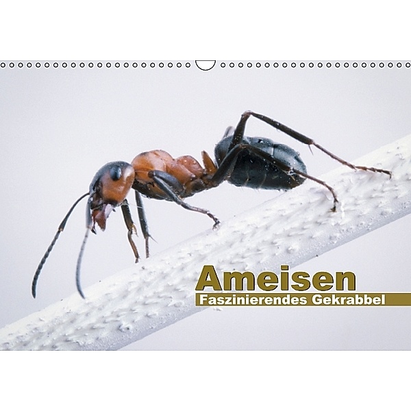 Ameisen - Faszinierendes Gekrabbel (Wandkalender 2014 DIN A3 quer)