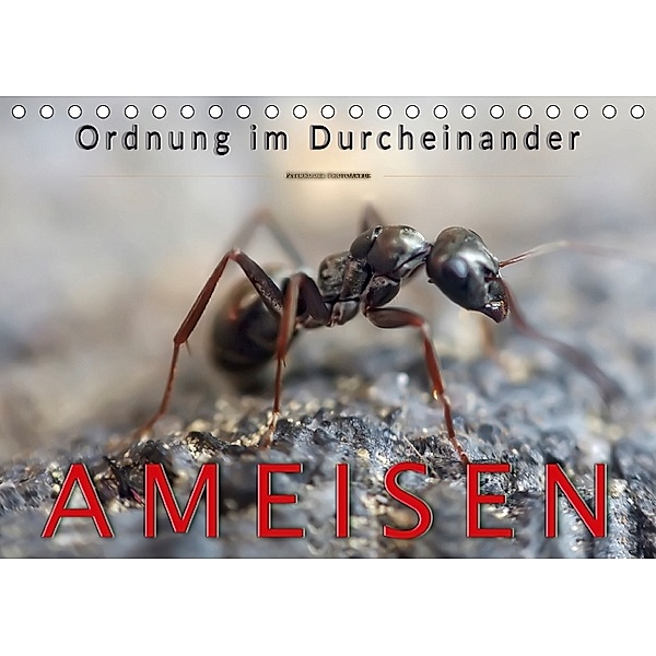 Ameisen - Ordnung im Durcheinander (Tischkalender 2018 DIN A5 quer), Peter Roder