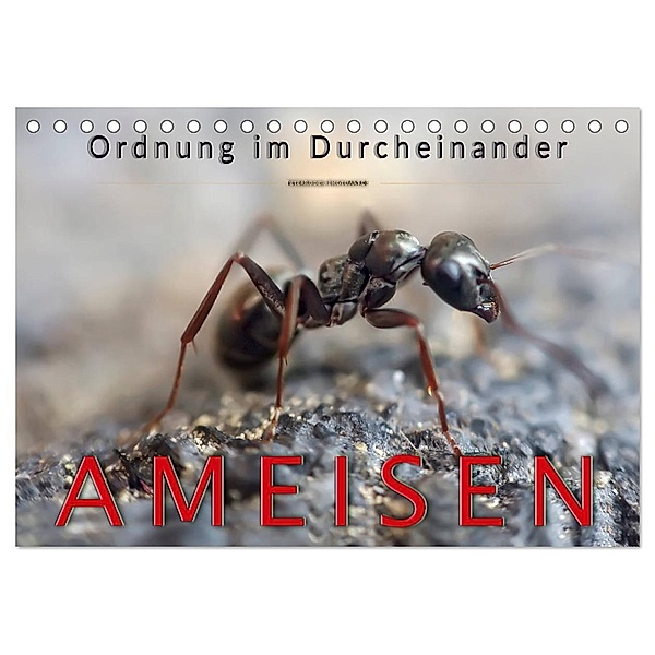 Ameisen - Ordnung im Durcheinander (Tischkalender 2024 DIN A5 quer), CALVENDO Monatskalender, Peter Roder