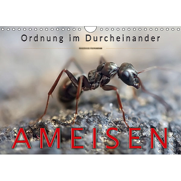 Ameisen - Ordnung im Durcheinander (Wandkalender 2019 DIN A4 quer), Peter Roder