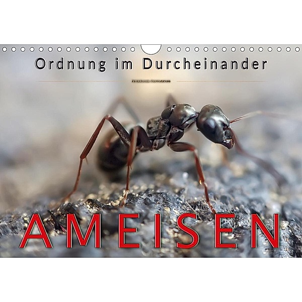 Ameisen - Ordnung im Durcheinander (Wandkalender 2021 DIN A4 quer), Peter Roder