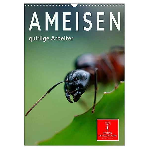 Ameisen quirlige Arbeiter (Wandkalender 2024 DIN A3 hoch), CALVENDO Monatskalender, Peter Roder