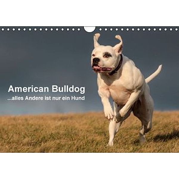 American Bulldog - alles Andere ist nur ein Hund (Wandkalender 2016 DIN A4 quer), Denise Schmöhl