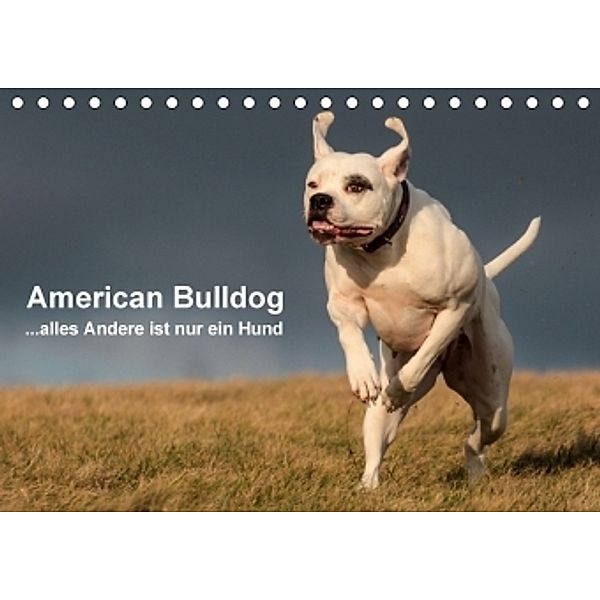 American Bulldog - alles Andere ist nur ein Hund (Tischkalender 2017 DIN A5 quer), Denise Schmöhl