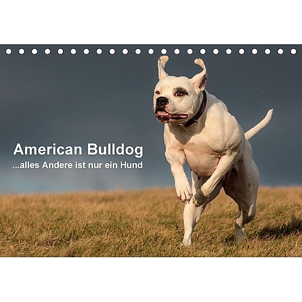 American Bulldog - alles Andere ist nur ein Hund (Tischkalender 2018 DIN A5 quer), Denise Schmöhl