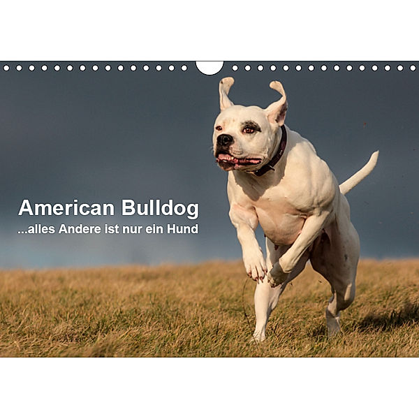 American Bulldog - alles Andere ist nur ein Hund (Wandkalender 2019 DIN A4 quer), Denise Schmöhl