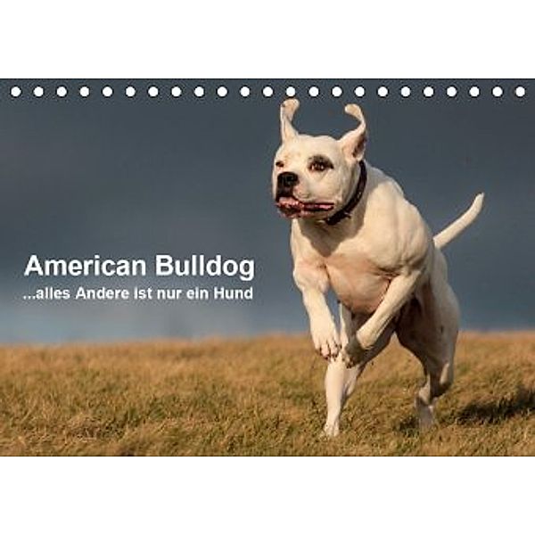 American Bulldog - alles Andere ist nur ein Hund (Tischkalender 2020 DIN A5 quer), Denise Schmöhl