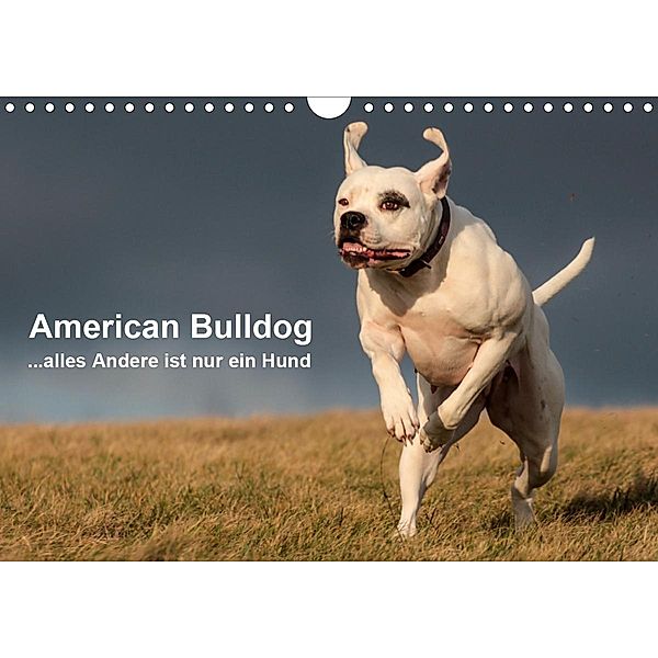 American Bulldog - alles Andere ist nur ein Hund (Wandkalender 2021 DIN A4 quer), Denise Schmöhl
