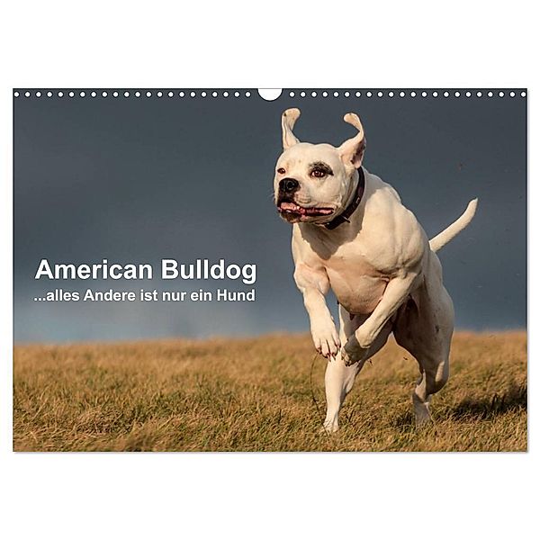 American Bulldog - alles Andere ist nur ein Hund (Wandkalender 2024 DIN A3 quer), CALVENDO Monatskalender, Denise Schmöhl