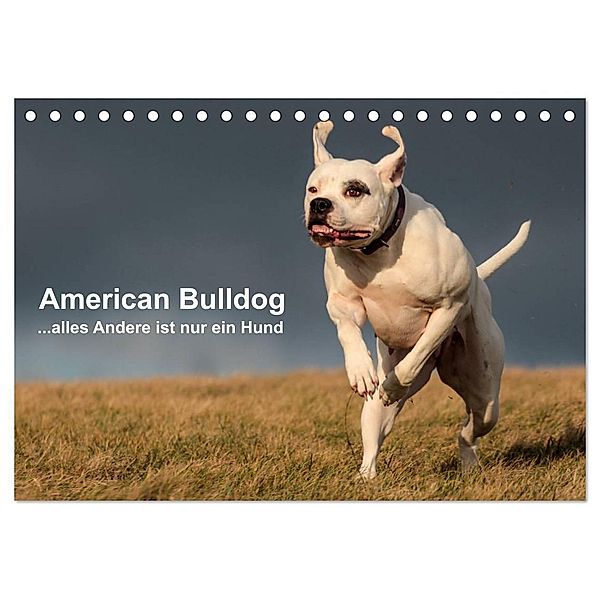 American Bulldog - alles Andere ist nur ein Hund (Tischkalender 2024 DIN A5 quer), CALVENDO Monatskalender, Denise Schmöhl
