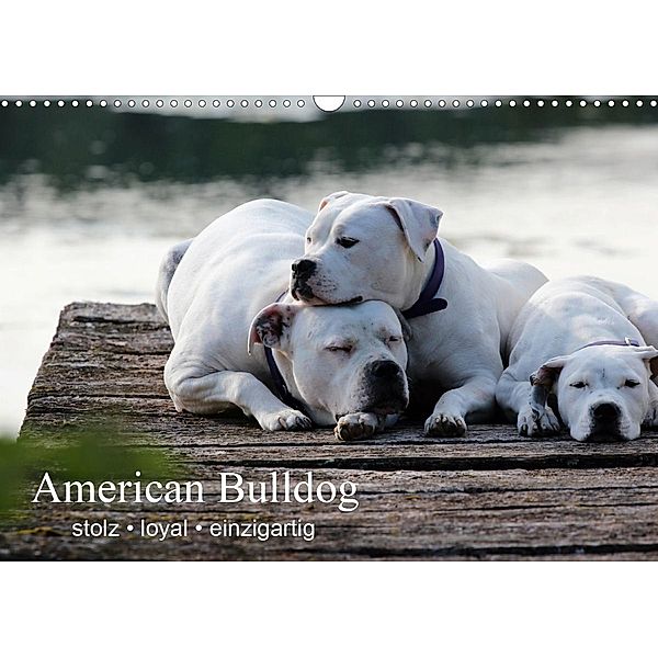 American Bulldog - stolz, loyal, einzigartig (Wandkalender 2021 DIN A3 quer), Denise Schmöhl