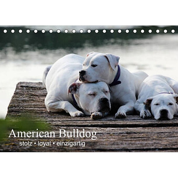 American Bulldog - stolz, loyal, einzigartig (Tischkalender 2022 DIN A5 quer), Denise Schmöhl