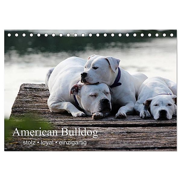 American Bulldog - stolz, loyal, einzigartig (Tischkalender 2024 DIN A5 quer), CALVENDO Monatskalender, Denise Schmöhl