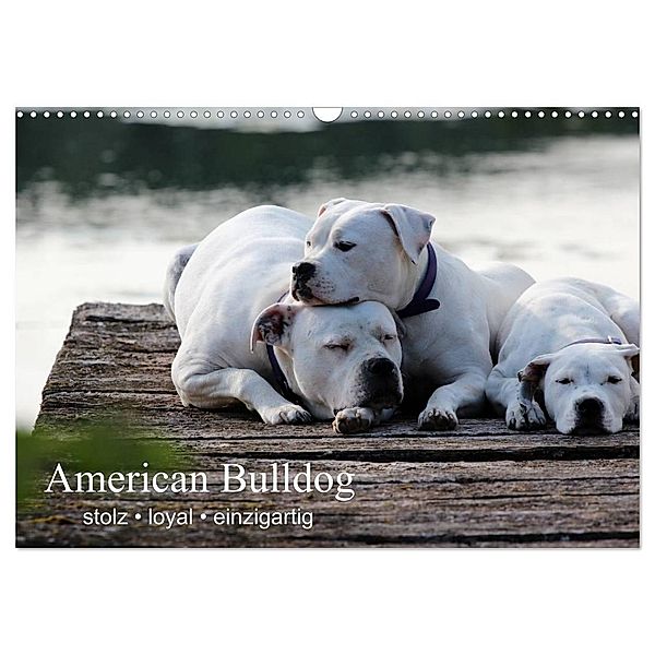 American Bulldog - stolz, loyal, einzigartig (Wandkalender 2024 DIN A3 quer), CALVENDO Monatskalender, Denise Schmöhl