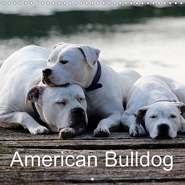 American Bulldog (Wall Calendar 2023 300 × 300 mm Square), Proud Heroes´