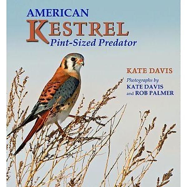 American Kestrel, Kate Davis