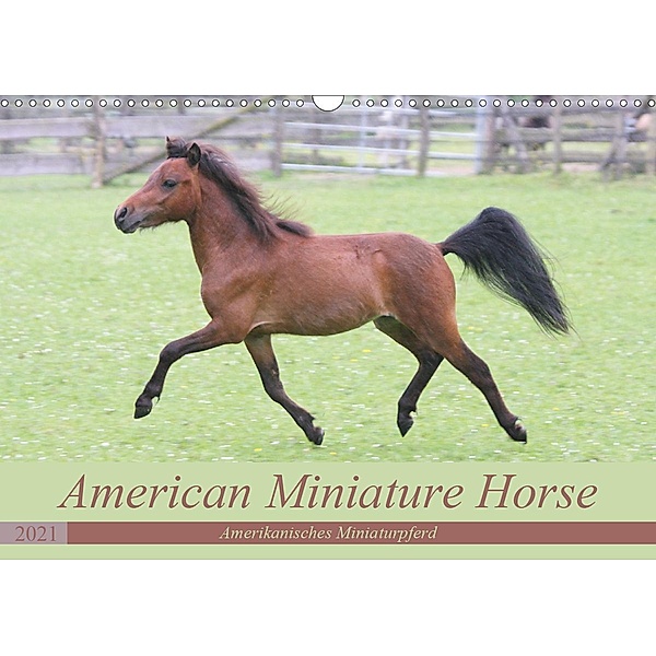 American Miniature Horse (Wandkalender 2021 DIN A3 quer), Barbara Mielewczyk