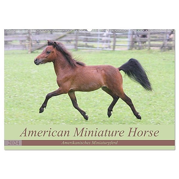 American Miniature Horse (Wandkalender 2024 DIN A2 quer), CALVENDO Monatskalender, Barbara Mielewczyk