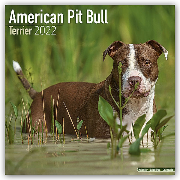 American Pit Bull Terrier 2022 - 16-Monatskalender, Avonside Publishing Ltd