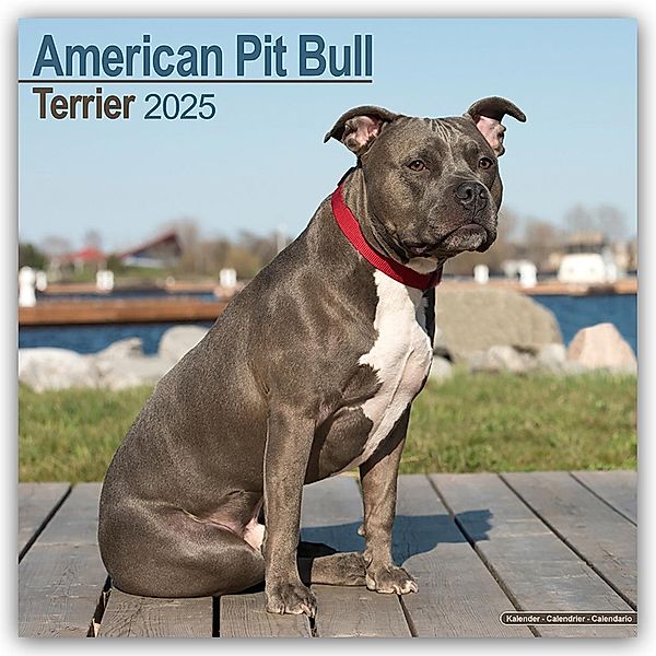 American Pit Bull Terrier 2025 - 16-Monatskalender, Avonside Publishing Ltd