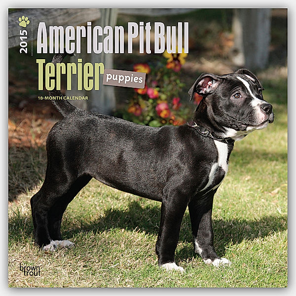 American Pit Bull Terriers Puppies 2015