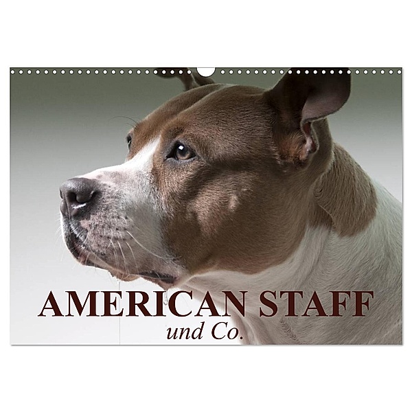 American Staff und Co. (Wandkalender 2024 DIN A3 quer), CALVENDO Monatskalender, Elisabeth Stanzer