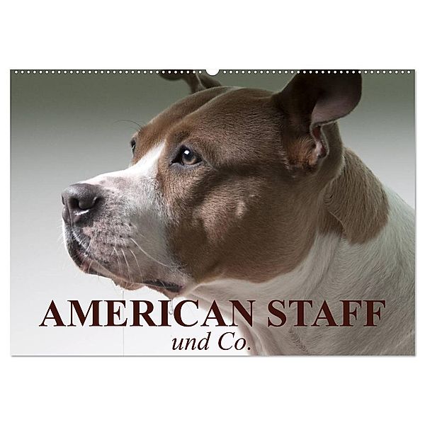 American Staff und Co. (Wandkalender 2025 DIN A2 quer), CALVENDO Monatskalender, Calvendo, Elisabeth Stanzer
