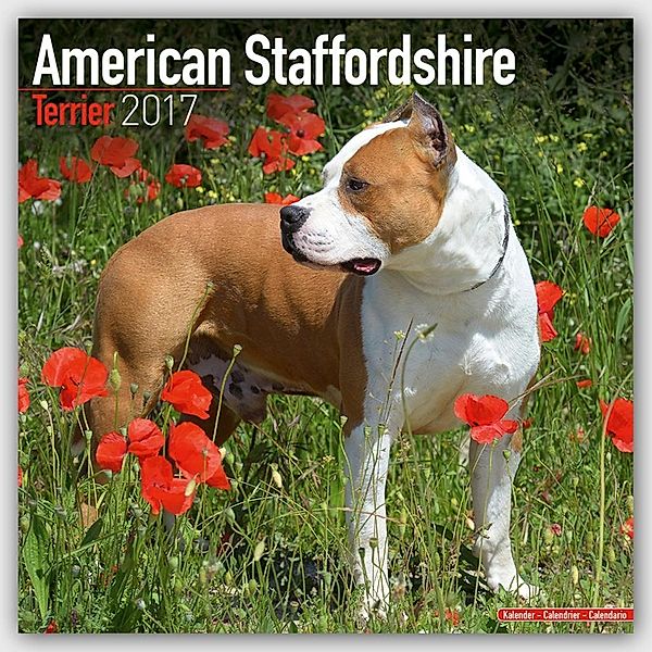 American Staffordshire Terrier 2017, Avonside Publishing Ltd.