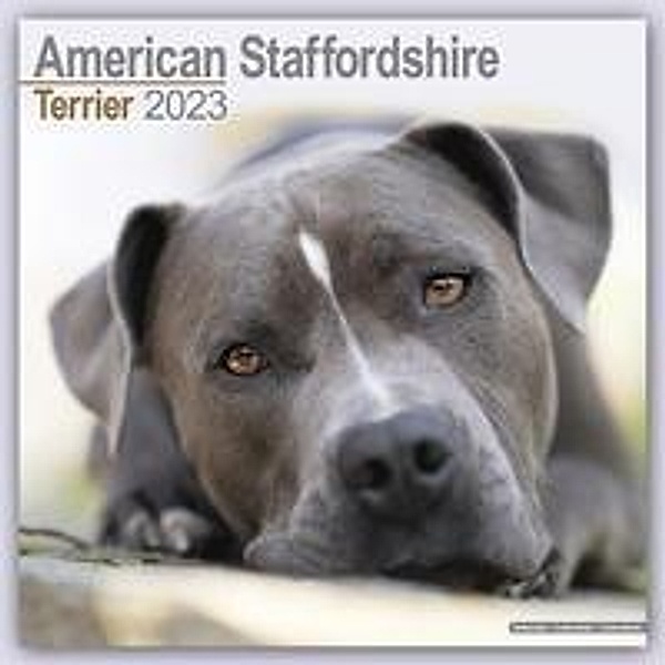 American Staffordshire Terrier - 2023