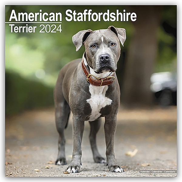 American Staffordshire Terrier 2024 - 16-Monatskalender, Avonside Publishing