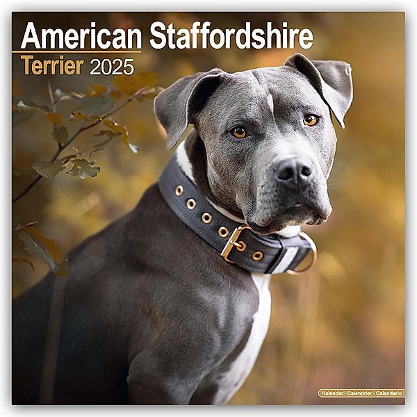 American Staffordshire Terrier 2025 - 16-Monatskalender, Avonside Publishing