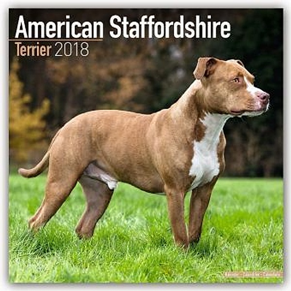 American Staffordshire Terrier - Amstaff 2018, Avonside Publishing