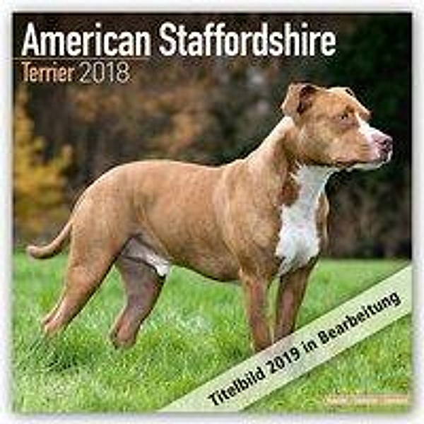 American Staffordshire Terrier - Amstaff 2019