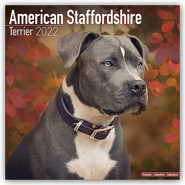 American Staffordshire Terrier - Amstaff 2022, Avonside Publishing
