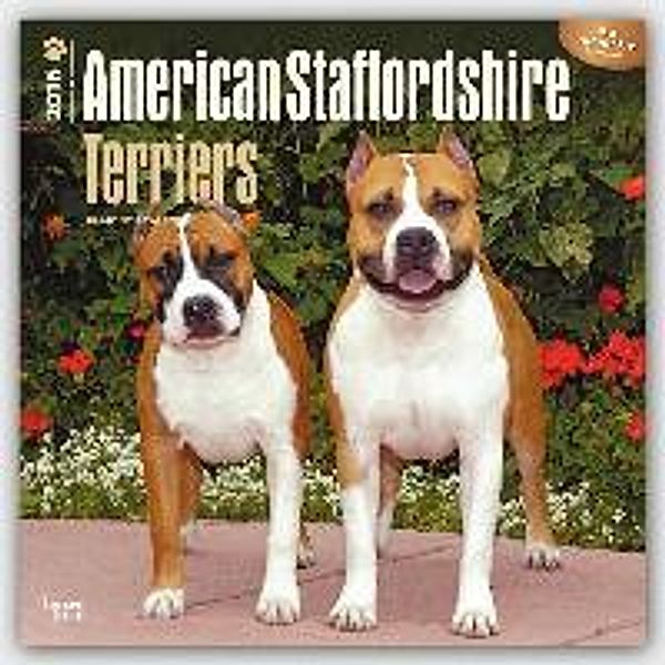 American Staffordshire Terriers 2016