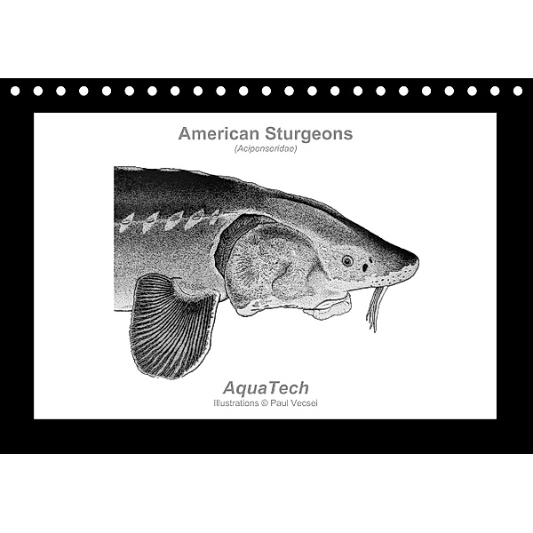 American Sturgeons (Acipenseridae): Fish as Art (Table Calendar perpetual DIN A5 Landscape), Paul Vecsei