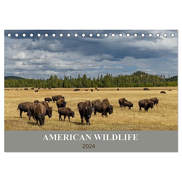 American Wildlife (Tischkalender 2024 DIN A5 quer), CALVENDO Monatskalender, Christian Heeb