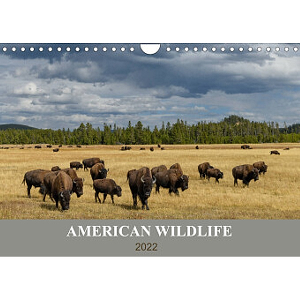 American Wildlife (Wandkalender 2022 DIN A4 quer), Christian Heeb