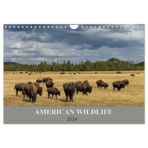 American Wildlife (Wandkalender 2024 DIN A4 quer), CALVENDO Monatskalender, Christian Heeb