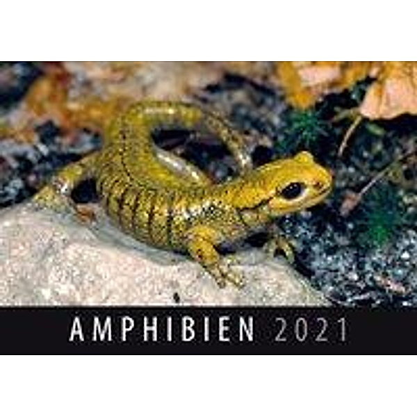 Amphibien 2021