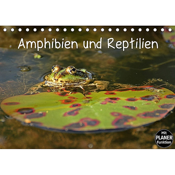 Amphibien und Reptilien (Tischkalender 2019 DIN A5 quer), Christine Schmutzler-Schaub