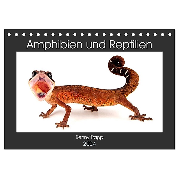 Amphibien und Reptilien (Tischkalender 2024 DIN A5 quer), CALVENDO Monatskalender, Benny Trapp