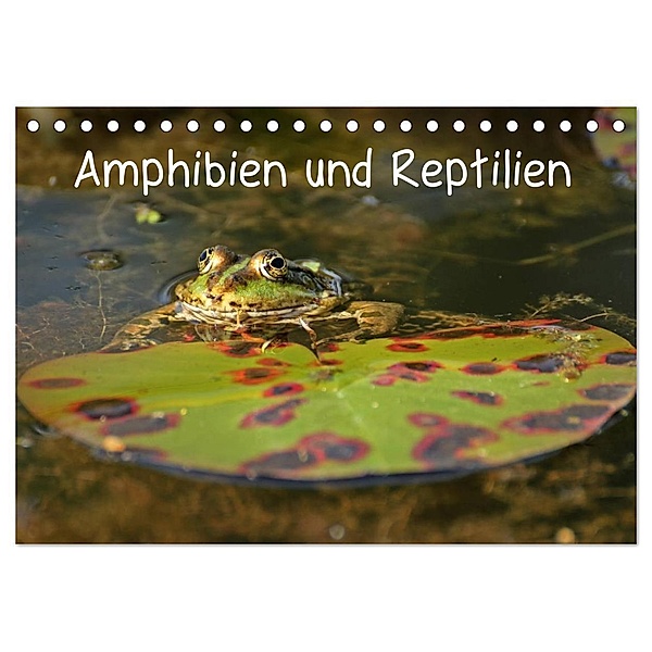 Amphibien und Reptilien (Tischkalender 2024 DIN A5 quer), CALVENDO Monatskalender, Christine Schmutzler-Schaub