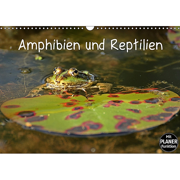 Amphibien und Reptilien (Wandkalender 2019 DIN A3 quer), Christine Schmutzler-Schaub