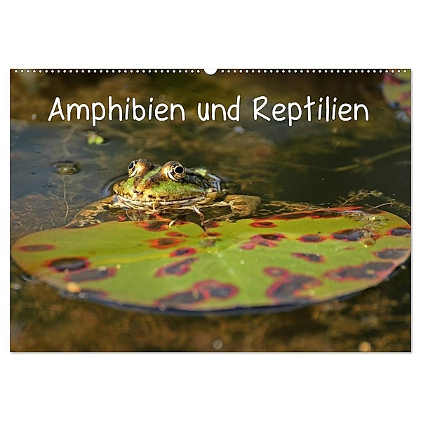 Amphibien und Reptilien (Wandkalender 2024 DIN A2 quer), CALVENDO Monatskalender, Christine Schmutzler-Schaub