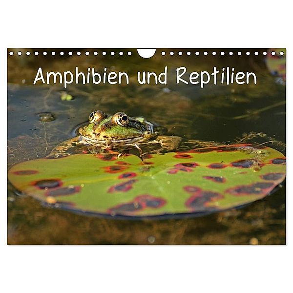 Amphibien und Reptilien (Wandkalender 2024 DIN A4 quer), CALVENDO Monatskalender, Christine Schmutzler-Schaub
