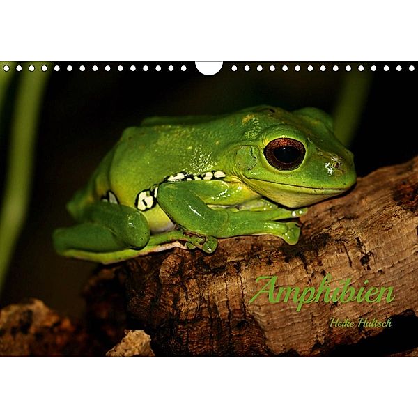 Amphibien (Wandkalender 2021 DIN A4 quer), Heike Hultsch