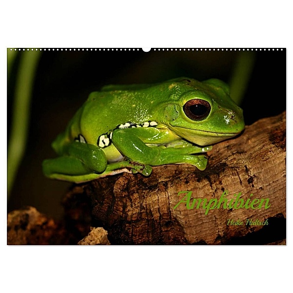 Amphibien (Wandkalender 2024 DIN A2 quer), CALVENDO Monatskalender, Heike Hultsch