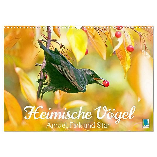 Amsel, Fink und Star: Heimische Vögel (Wandkalender 2024 DIN A3 quer), CALVENDO Monatskalender, Calvendo